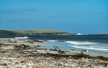 Ile Sea Lion, Iles Falkland, Malouines