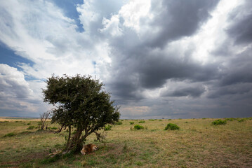 Fototapeta na wymiar Lion resting under a tree during stormy weather, Masai Mara, Kenya