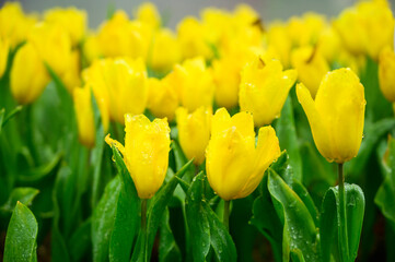 Yellow tulip flowers in the garden