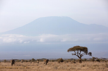 Fototapeta na wymiar Elephants walking in Ambosli national park with Mount Kilimanjaroat the backdrop, Kenya