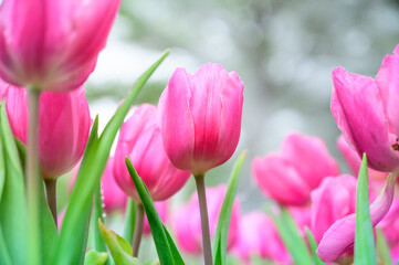 Obraz premium Pink tulip flowers in the garden