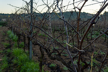 Vineyard plantation at dawn on winter