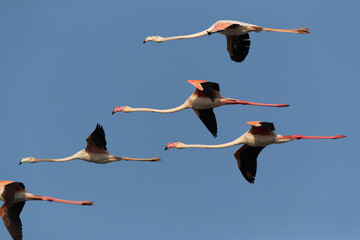 Obraz premium Greater Flamingos flying at mameer in the morning, Bahrain