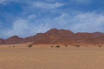 Naklejka na ściany i meble Desert landscape with acacia trees and mountains, NamibRand Nature Reserve, Namib, Namibia, Africa