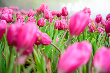 Pink tulip flowers in the garden