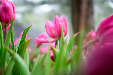Fototapeta premium Pink tulip flowers in the garden