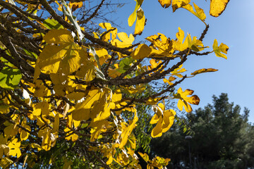 Fototapeta premium Leaves of a fig tree, Ficus carica