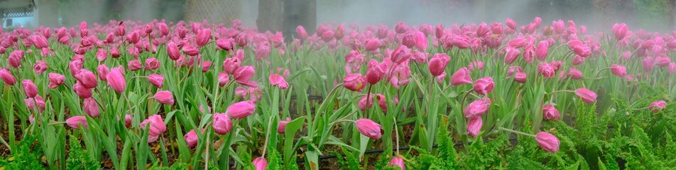 Panorama of pink tulip flowers in the garden