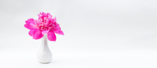 Peony flowers in a vase on a white background. banner