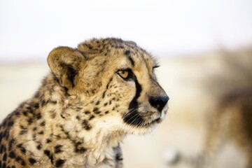 Cheetah in the savanna. Close-up. Namibia. Africa. An excellent illustration.