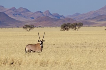Gemsbok, Oryx gazella large antelope, on the dune escarpment in the Namib Desert in the...