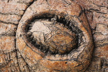 Wood knot background. Grunge wooden texture. Dry desk cracks pattern. Eye look shape. Uneven natural material board. Cactus plant background. Tree mutation pattern.