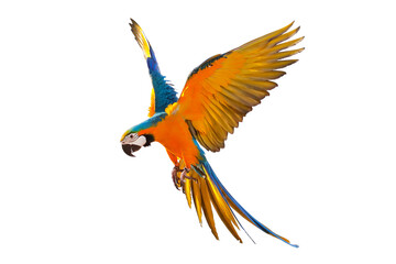 Colorful Blue and gold macaw parrot flying isolated on transparent background.	