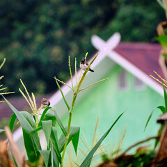 sparrow perched on a stalk 