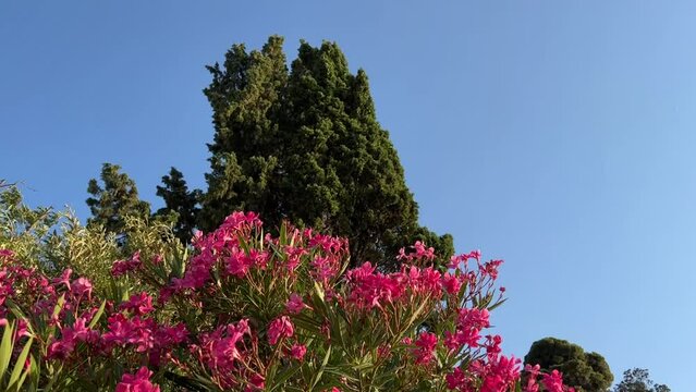 Oleander pink flowers against blue sky in summer garden.