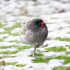 One legged hen