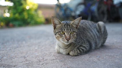 A tiger cat relaxing on a floor. Beautiful feline cat at home