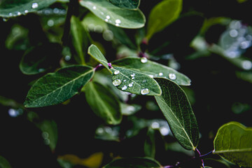 Close up of green leaves with water drops