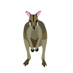 A vector of standing wallaby on white background