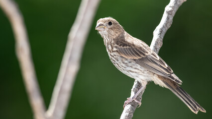 House Finch Resting on the Branch of a Tree