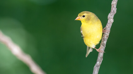 American Goldfinch Perched on a Slender Tree Branch