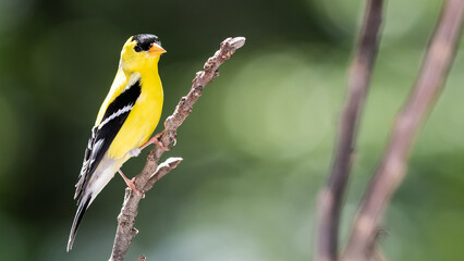 American Goldfinch Resting on a Tree Branch