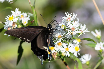 Spicebush Swallowtail Butterfly Sipping Nectar from the Accommodating Flower