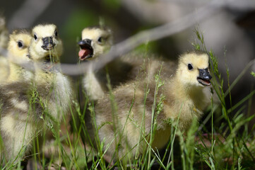 Fototapeta premium Newborn Goslings Learning to Complain, Argue, Scrabble and Squawk