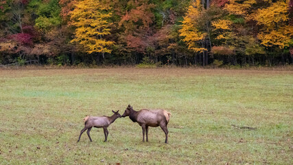 Naklejka na ściany i meble Mother and Calf Elk Grazing Quietly on a Beautiful Autumn Morning
