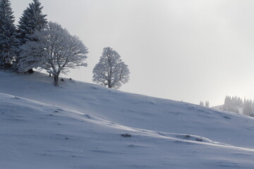 Fototapeta na wymiar snow covered trees in the mountains