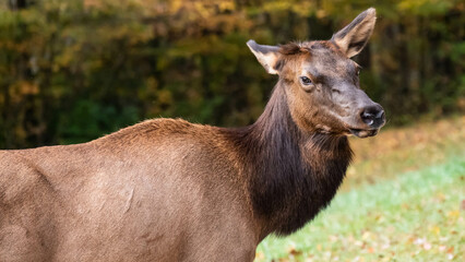 Naklejka na ściany i meble Close Profile Elk Cow on a Beautiful Autumn Morning