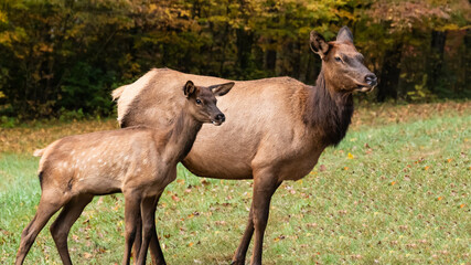Mother and Calf Elk Grazing Quietly on a Beautiful Autumn Morning