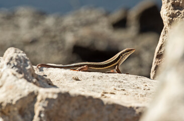 Blue-tailed skink lizard on a rock in garden