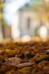 autumn leaves on the ground in Stockholm
