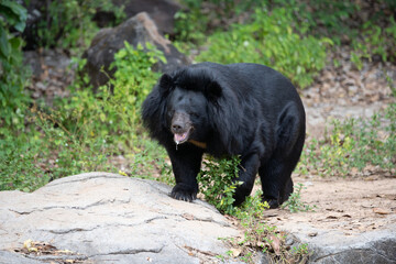 Bear in the forest with family in Khao Suan Kwang Zoo Khon Kaen, Thailand.