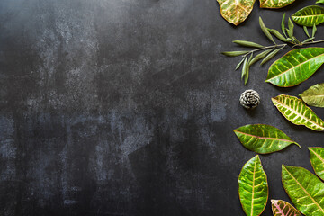 Autumn still life with petra and olive croton leaves and a pine cone on black surface