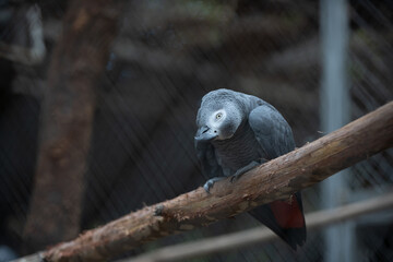 Grey Macaw Parrot bird in the forest in Khao Suan Kwang Zoo, Khon Kaen, Thailand.