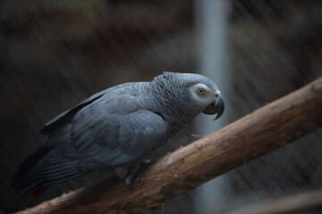 Grey Macaw Parrot bird in the forest in Khao Suan Kwang Zoo, Khon Kaen, Thailand.