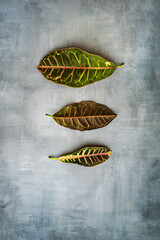 A vertical still life with croton petra leaves on a bluish surface background © Toyakisfoto.photos