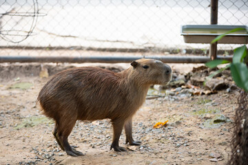 Capybara in the forest with family in Khao Suan Kwang Zoo, Khon Kaen, Thailand.