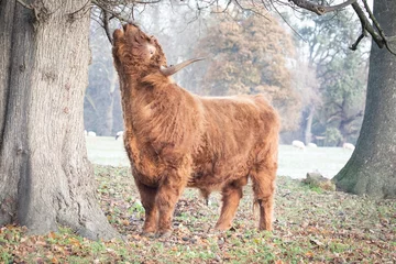 Cercles muraux Highlander écossais highland cow bull