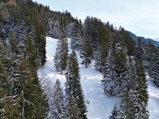 snow covered pine trees