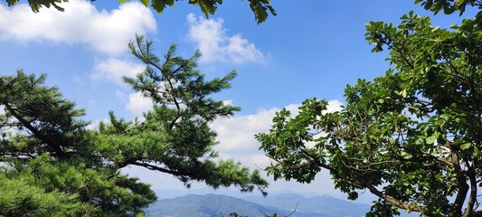 Tree crowns against the blue sky