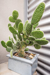 A rectangular galvanized pot with a large opuntia microdasys full of lobules with their annoying little spikes