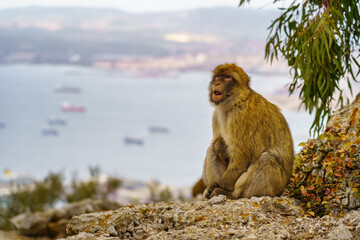Gibraltar monkey with the bay full of boats in the background, seen from the top of the rock.