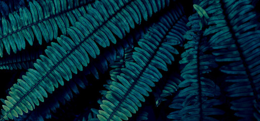 tropical fern leaf background on dark nature background