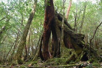 The Shiratani Unsuikyo Ravine - a green magnicicant gorge on Yakushima island in Japan, a moss forest with ancient cedar trees which was inspiration for animation Mononoke Hime
