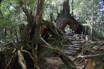 Fototapeta na wymiar The Shiratani Unsuikyo Ravine - a green magnicicant gorge on Yakushima island in Japan, a moss forest with ancient cedar trees which was inspiration for animation Mononoke Hime