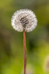 in attesa di un alito di vento