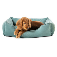 Puppy dog resting on dog bed isolated - 554683746
